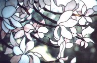 Magnolias